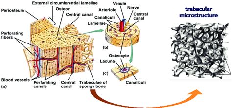 Figure Histological Description Of Trabecular And Cortical Bone