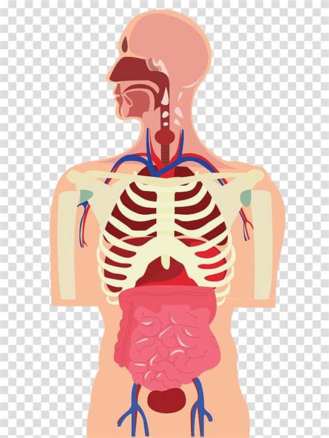 Human Body Organ Muscle Cartoon Human Body Transparent Background PNG Clipart HiClipart