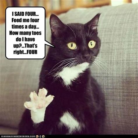 Feed Your Cat Four Times A Day Humor Images Dump A Day