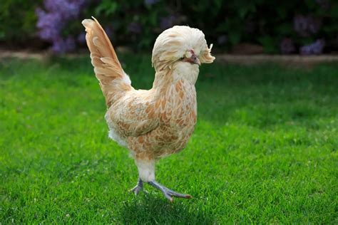 Buff Laced Polish Chicken Egg Production And Breed Personality