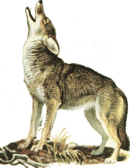 Free Howling Coyote Cliparts Download Free Howling Coyote Cliparts Png