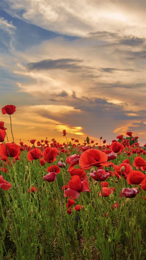 Download 720x1280 Wallpaper Sunset Poppy Field Flowers