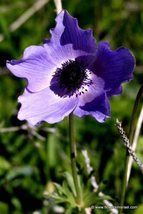 כלנית מצויה anemone coronaria ישראל israel for more anemone coronaria photography by zachi evenor visit. Anemone coronaria