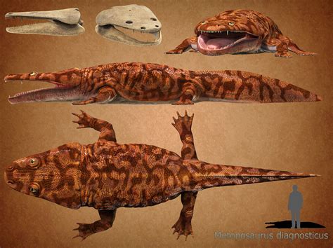 Metoposaurus Diagnosticus By Anthodonkr On Deviantart