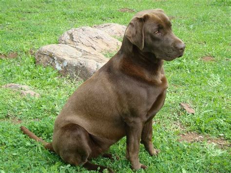 3rd litter coming early june 2014. BEAUTIFUL AKC CHOCOLATE LAB PUPPIES | Chocolate lab ...