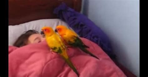 Birds Would Like Their Sister To Wake Up Now Please The Dodo