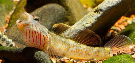 8 Fun Gobies For The Home Aquarium Tropical Fish Hobbyist Magazine
