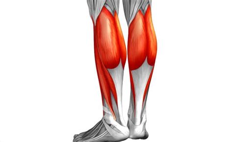 Funciones De Los Músculos De Las Piernas Y Sus Características