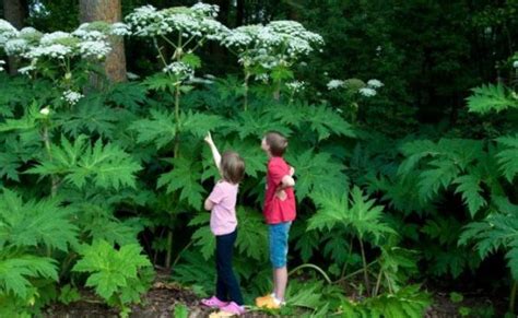 Invasive Plant In Virginia Can Cause Permanent Blindness And 3rd