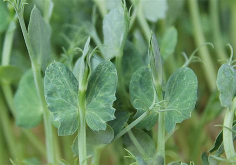 Keep them in the container they came in — often a plastic tray with an. Pea Shoots, The Tender New Sprouting Green