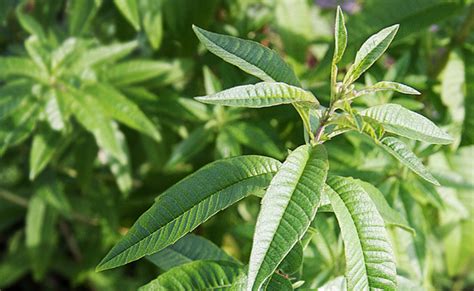 Verveine Citronnelle Aloysia Triphylla Plantation Culture Entretien