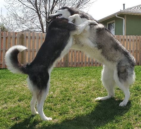 are siberian huskies same sex aggressive