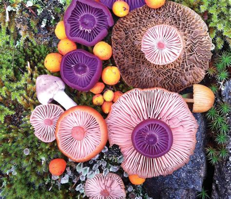 Vibrant Mushroom Arrangements Photographed By Jill Bliss Colossal