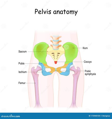 Pelvis Anatomy Color Structure Of Pelvic Skeleton Stock Vector