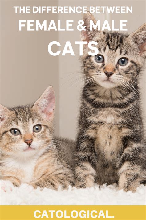 The Differences Between Male And Female Cats How To Tell Cat Genders Cats Cat Care Cat