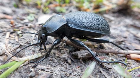 How To Get Rid Of Black Beetle Black Beetle Control And Treatment
