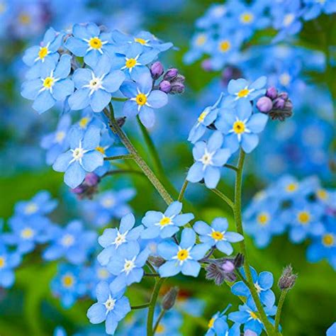 Buy Forget Me Not Flowers Myosotis Sylvatica Over 5 000 Premium