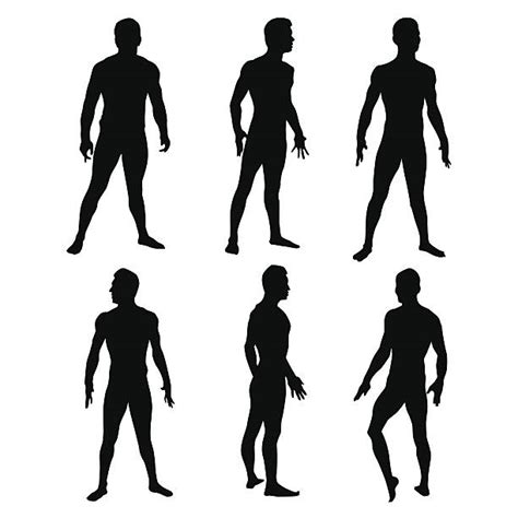 Toned Female Bodies Silhouette Illustrations Royalty Free Vector