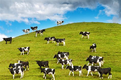 Brazen Thieves Steal 500 Cows From A Farm In New Zealand Dairy Global