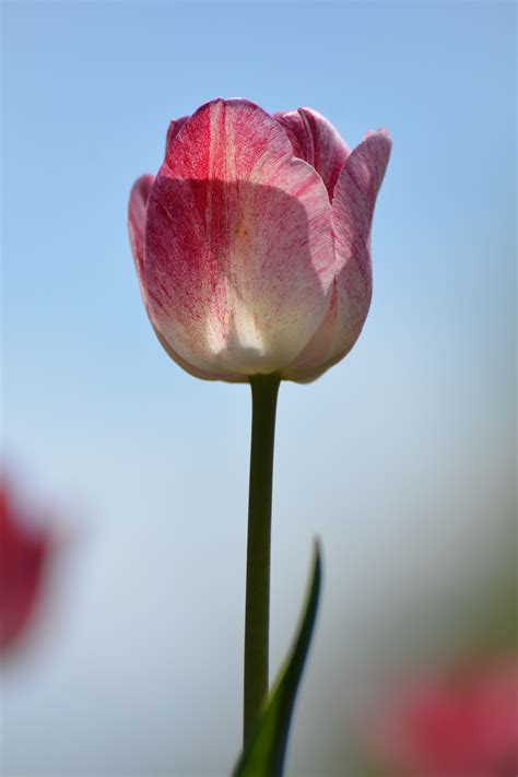 Free Images Blossom Flower Petal Tulip Red Pink Flora Close Up