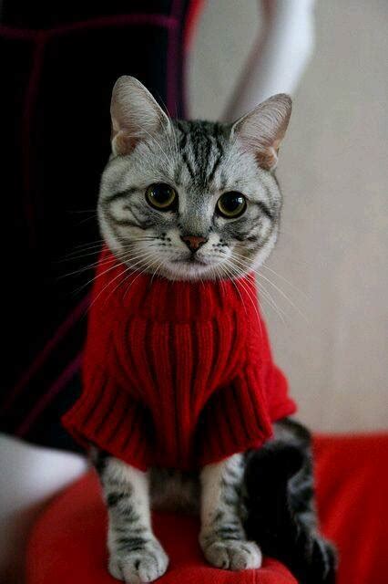 30 Photos Of Cats In Jumpers Various Hoodies And Tops
