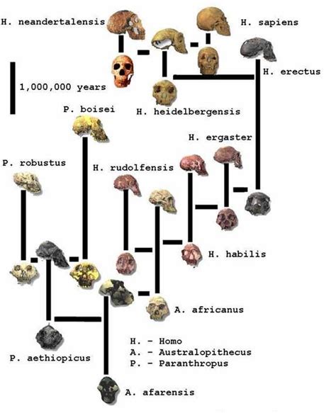 Hominin Phylogenetic Tree For Paleoanthropology Human Evolution Human Evolution Tree Hominid