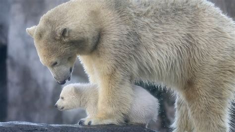 Study Polar Bears Could Be Extinct By End Of The Century