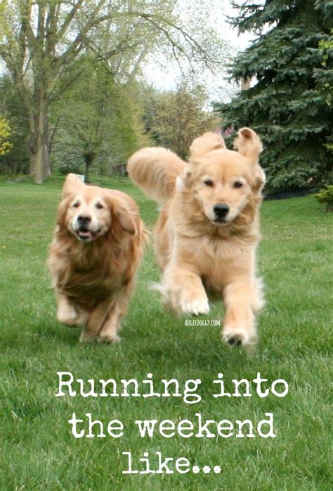 Running Into The Weekend Like Goldenretriever Quote Happy Friday