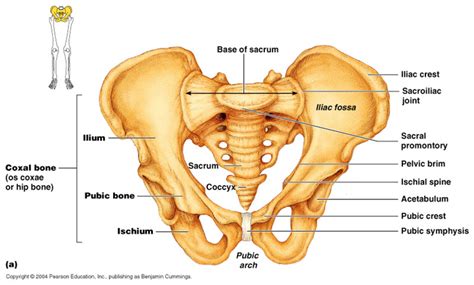 The pelvis is separated into two regions. Anatomy Lab Practical 1 at East Carolina University ...