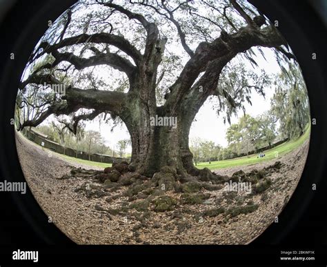 300 Year Old Southern Live Oak Known As Tree Of Life At Audubon Park