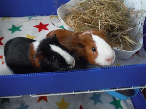 Two 18 Week Old Boar Guinea Pigs C And C Cage Runs And All Accessories
