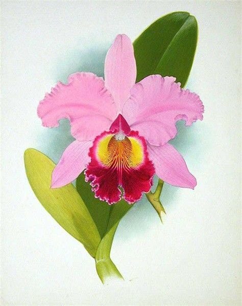 Orchid Cattleya Hardyana Orchid Drawing Orchids Painting Orchid