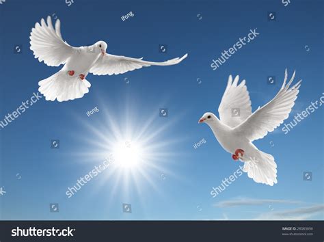 Two White Doves Flying On Clear Blue Sky Stock Photo 28083898