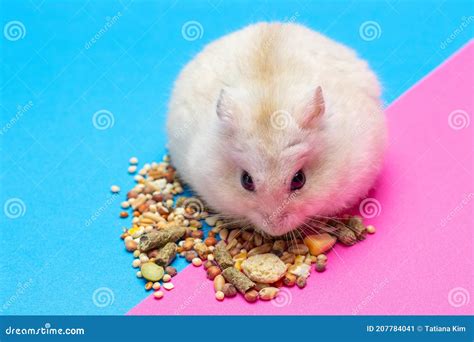 Dwarf Fluffy Hamster Eats Grain On Pink And Blue Background Stock