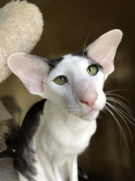 Cat With Big Ears Petfinder