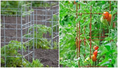 Tomato Cages How To Use Best Types And One Type You Shouldnt Use