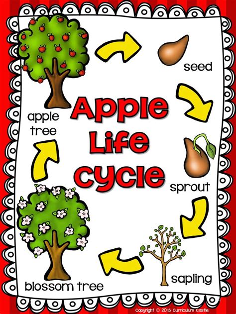 As such, it will only be interesting to discover or finding out more information about these organisms. 78 Best images about Apple Tree Life Cycle on Pinterest | Life cycles, Emergent readers and ...