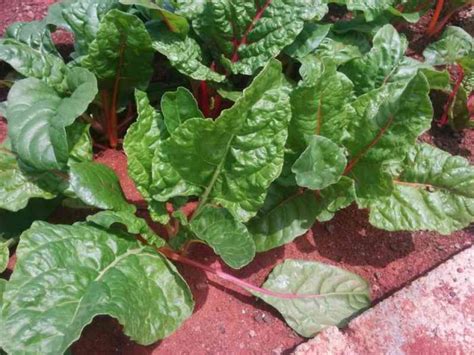 Growing Swiss Chard In Your Garden Commercial Hydroponics Farming