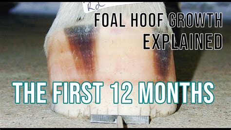 Foal Hoof Development Explained The First 12 Months Of The Equine Foot