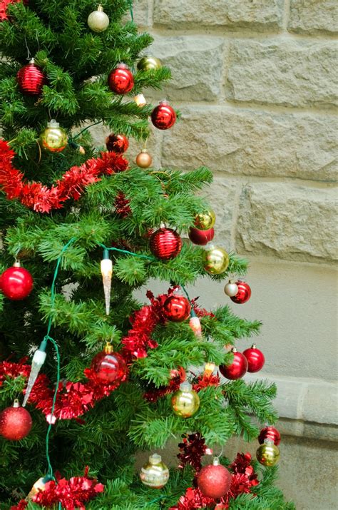 Christmas Tree Free Stock Photo Public Domain Pictures