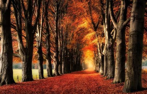 Nature Landscape Trees Fall Yellow Red Leaves Path