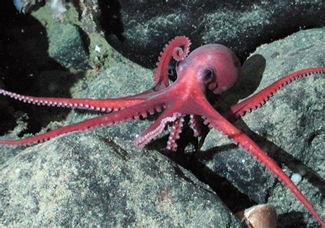 15 Fascinating Types Of Octopus Species Tail And Fur Octopus