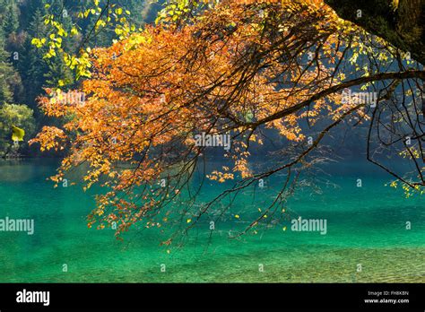 Panda Lake Jiuzhaigou National Park Sichuan Province China Unesco