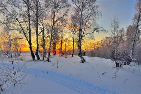 Winter Sunset In Birch Forest Stock Photo Image Of Hoar