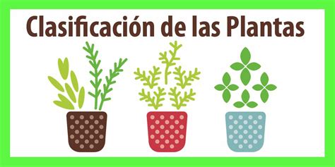 🎬 Vídeo Clasificación Sencilla De Las Plantas 1º Eso