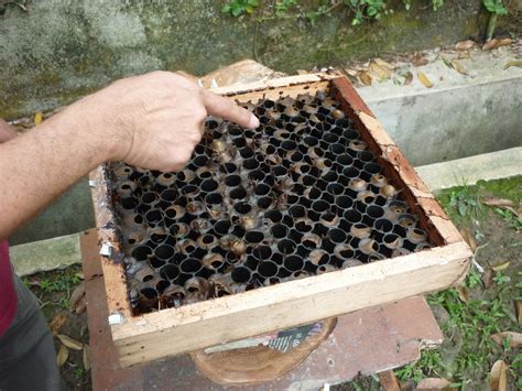 634 stingless bee stock video clips in 4k and hd for creative projects. Tomsbread
