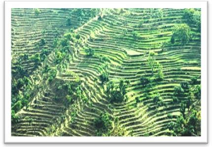 Notes for growing plants for grade 5 cbse