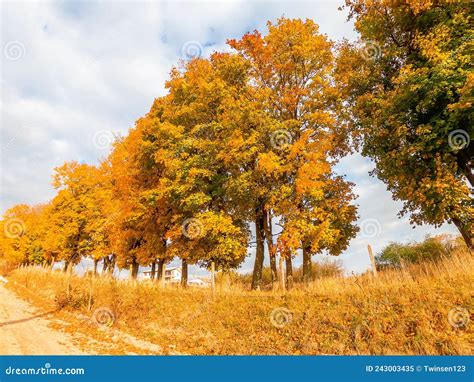 Yellowing Autumn Trees Near The Country Road Early Autumn In The