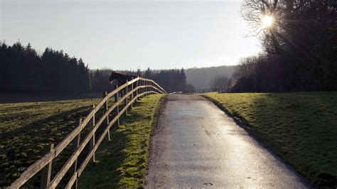 Wallpaper Sunlight Landscape Nature Reflection Horse Grass Road