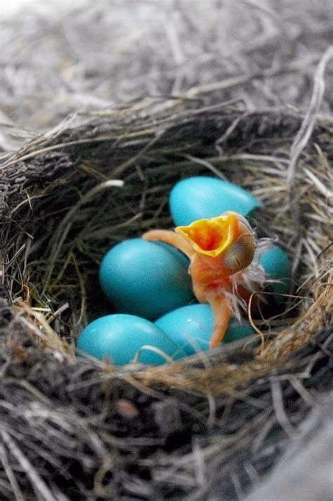 Baby Bird In A Nest With Blue Eggs Bird Eggs Birds Pet Birds